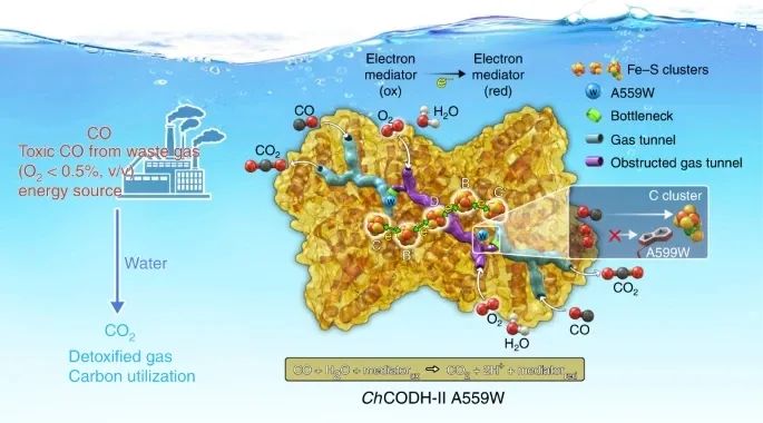 Nature Catalysis：耐氧CO脱氢酶去除工业烟气中的CO