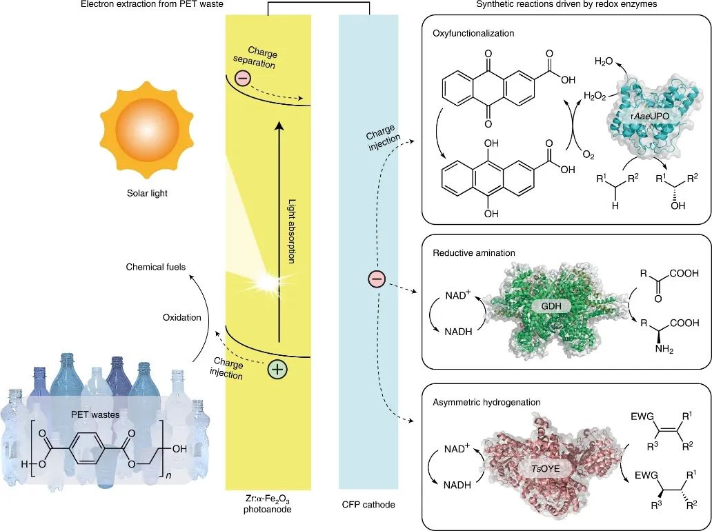 Nature Synthesis：微塑料为燃料的光电催化生物合成