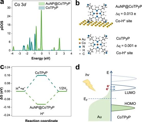 Nature子刊：强协同作用！金纳米颗粒与钴卟啉可诱导高效的光催化析氢