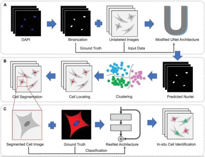 吉大&浙大Small Methods: 组合机器学习模型用于细胞的无标记和原位识别
