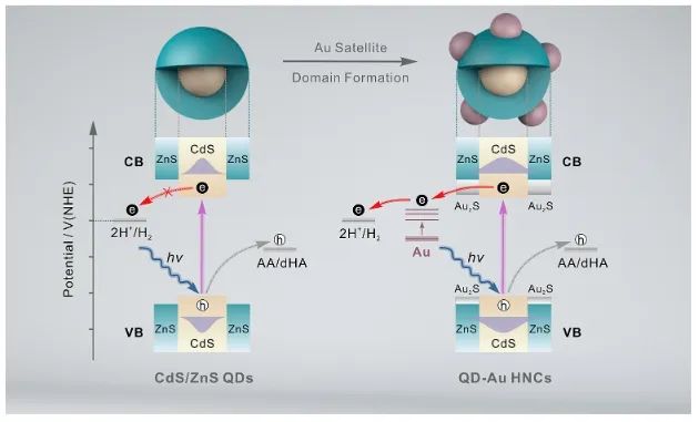 陈欧课题组JACS：Au晶畴修饰CdS/ZnS核/壳量子点，显著增强光催化析氢活性