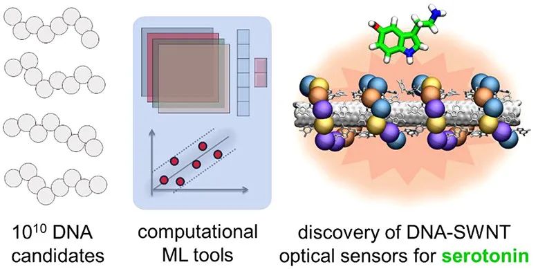 ACS Nano: 机器学习+近红外荧光光谱发现新型DNA-碳纳米管传感器