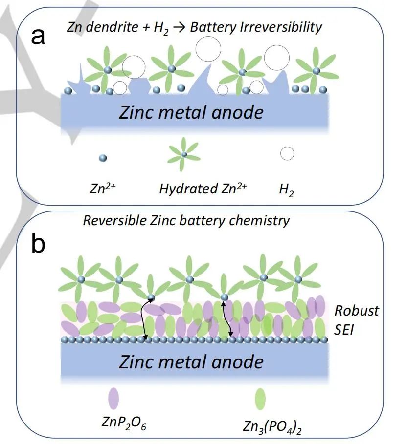 Angew.：高性能水系锌金属电池的固体电解质界面化学