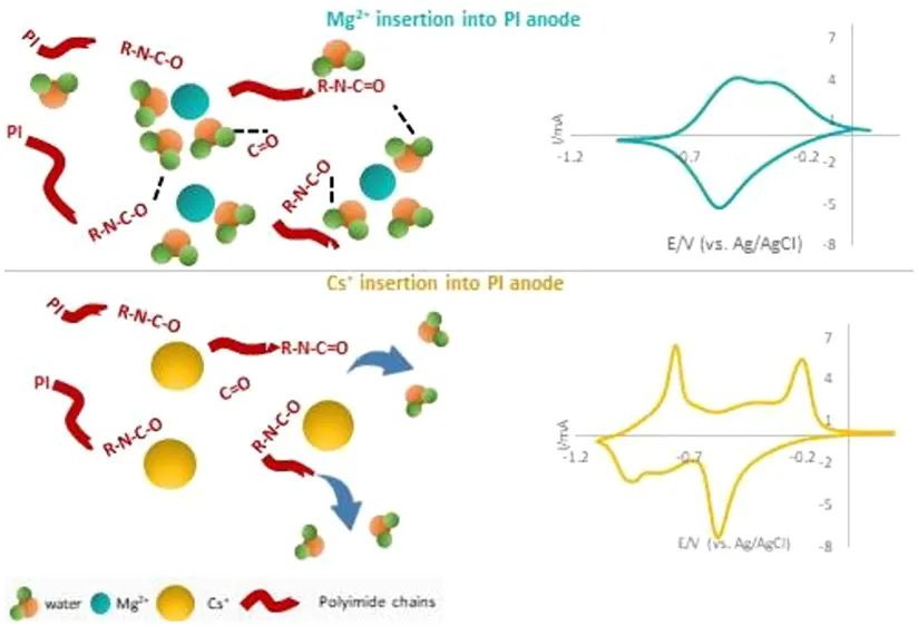 ACS Energy Lett.: 阳离子溶剂化对水性多价离子电池聚酰亚胺负极电荷存储性能的影响