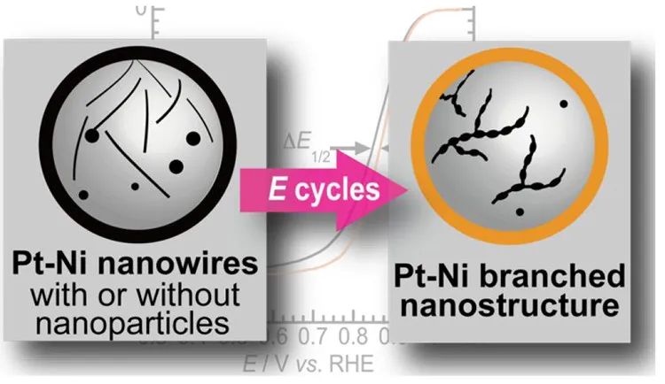 ACS Catal.：Pt-Ni纳米线作为ORR电催化剂在电位循环中向分支纳米结构的结构转变