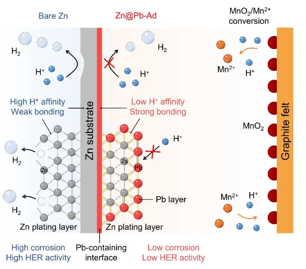 周江教授AM：通过低氢亲和力和强键合实现长寿命电解Zn//MnO2电池的高质子抗性Zn-Pb负极