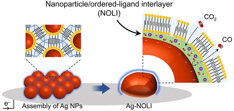 杨培东JACS：纳米颗粒组装诱导配体相互作用增强电催化CO2转化