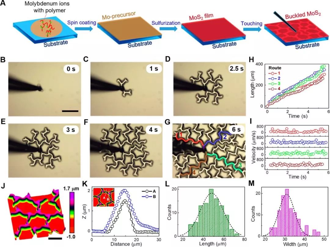 ACS Nano 原位观察+有限元模拟：观察应变薄膜中网络状褶皱动态自组装