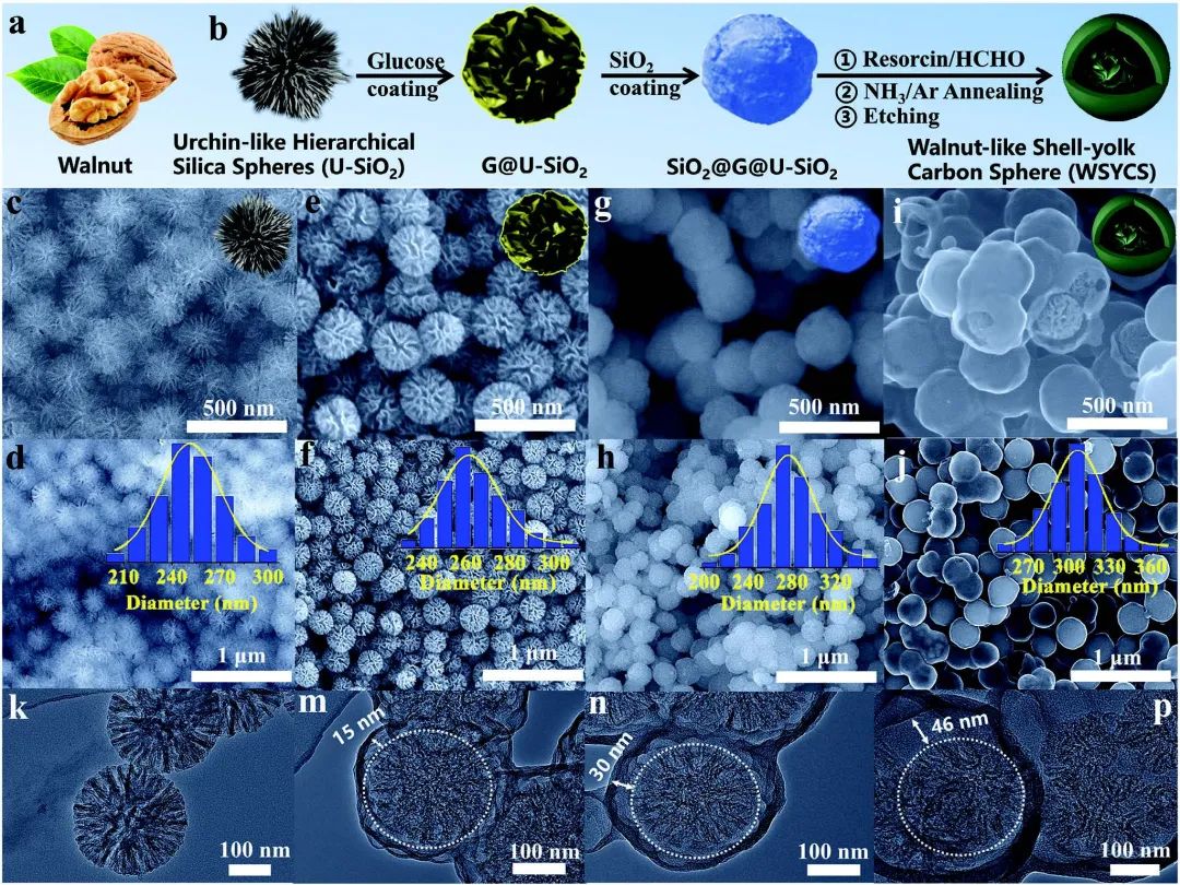温大王舜/陈锡安AFM：核桃状蛋黄-壳碳花@碳纳米球用于高性能锂硫电池